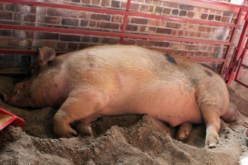 Для вирощуваних на вільному випасі свиней необхідно здійснювати уколи вітамінів, так як отримується обсяг вітамінів нею недостатній
