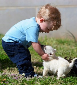 В останні роки було проведено багато досліджень, які довели, що дитина, що росте разом з домашніми тваринами, набагато менш схильний до розвитку астми і алергії