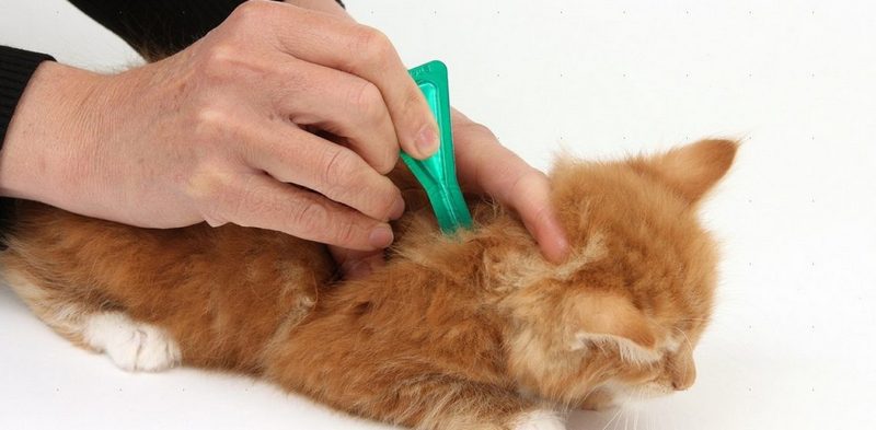 Дане ліки є чи не краще для кішок засіб від бліх
