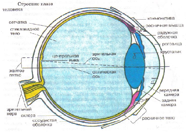 Зіниця регулює надходження світла в око, рефлекторно звужуючись або розширюючись, зіниця може мати розмір від 2 до 8 мм в залежності від освітлення