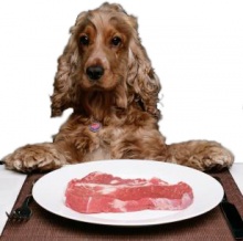 Передмова   Правильне натуральне харчування для собаки це здебільшого одноманітний, видоспецифічності раціон, який не потребує термічної обробки, в основному складається з кисломолочних продуктів середньої жирності, сирого м'яса або сирих субпродуктів (серце, рубець, нирки і т