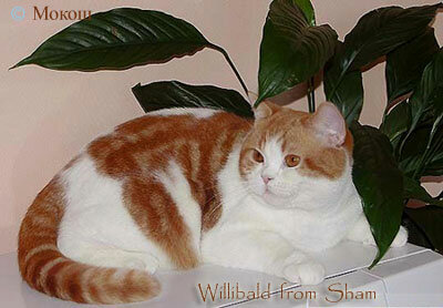 двоколірна кішка   Двоколірна кішка: подвійне скарб   Двоколірний забарвлення кішок по-іншому називається біколор