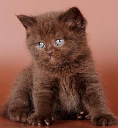 Так кішка шоколадного окраса може мати шерсть всіх тонів коричневого відтінку без домішок інших кольорів і малюнка