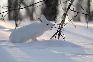 Найпростіше ставити петлі на зайця взимку, ніж влітку, тому що влітку буває важко знайти заячі стежки, коли як по зимі їх відразу ж чітко видно, через снігового покриву
