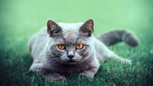 Однією з найстаріших і найпопулярніших котячих порід в світі вважається британська порода