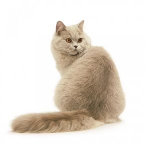 Ці коти є власниками прямий, середньої по довжині вовни, а також - пухнастими «штанцями» і «комірцем»