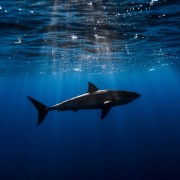 Мало хто з нас знає, до чого сниться акула, і багато хто думає, що таке явище - ознака тільки неприємностей, клопотів, краху