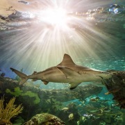 У мріях з акулами важливо звертати увагу і на те, яка вода в   море   , - чим чистіше і прозоріше - тим краще